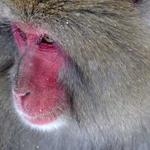 Marcelo Mosciski Profile Picture